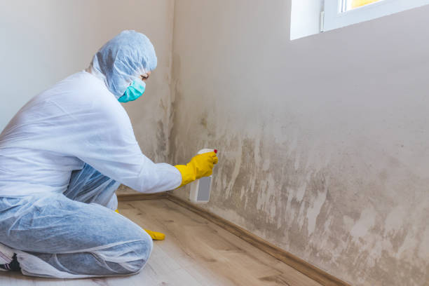 Licensed Mold Remediation service in Tenafly, NJ - 24 Hour Mold Removal