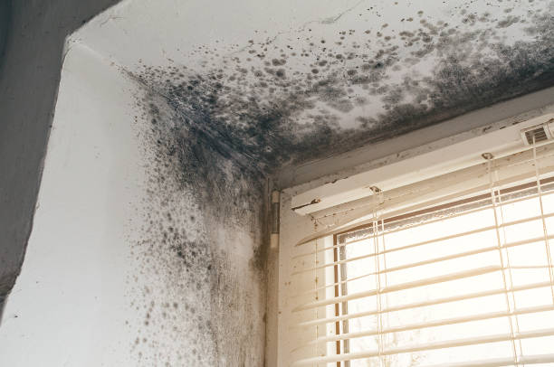 Affordable Mold Remediation solutions in Tenafly, NJ